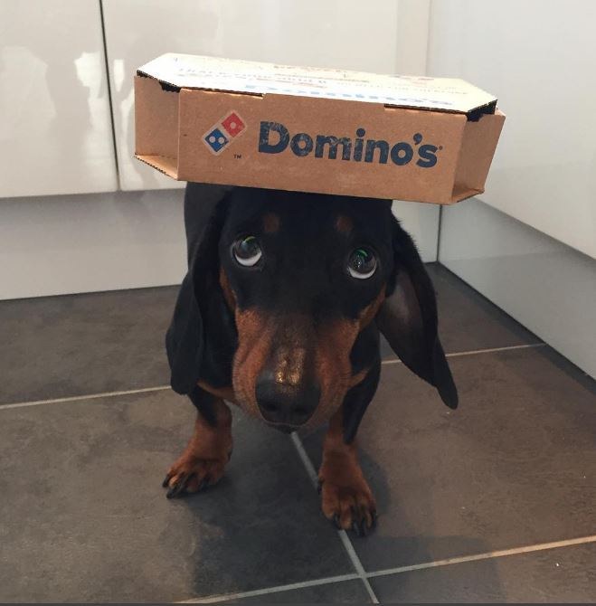 Egyetlen trükköt ismer ez a tacskó, de azzal levesz a lábadról!