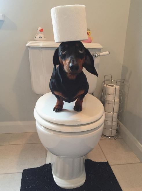 Egyetlen trükköt ismer ez a tacskó, de azzal levesz a lábadról!