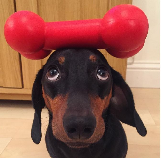 Egyetlen trükköt ismer ez a tacskó, de azzal levesz a lábadról!