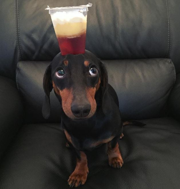 Egyetlen trükköt ismer ez a tacskó, de azzal levesz a lábadról!