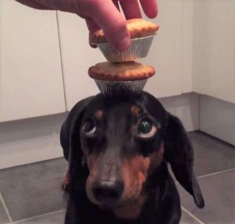 Egyetlen trükköt ismer ez a tacskó, de azzal levesz a lábadról!