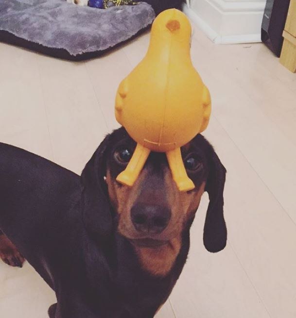 Egyetlen trükköt ismer ez a tacskó, de azzal levesz a lábadról!