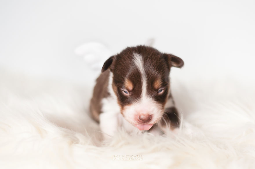 Ezek a kiskutyák tényleg igazi angyalok! - elképesztően cuki fotók Ezek a kiskutyák tényleg igazi angyalok! - elképesztően cuki fotók