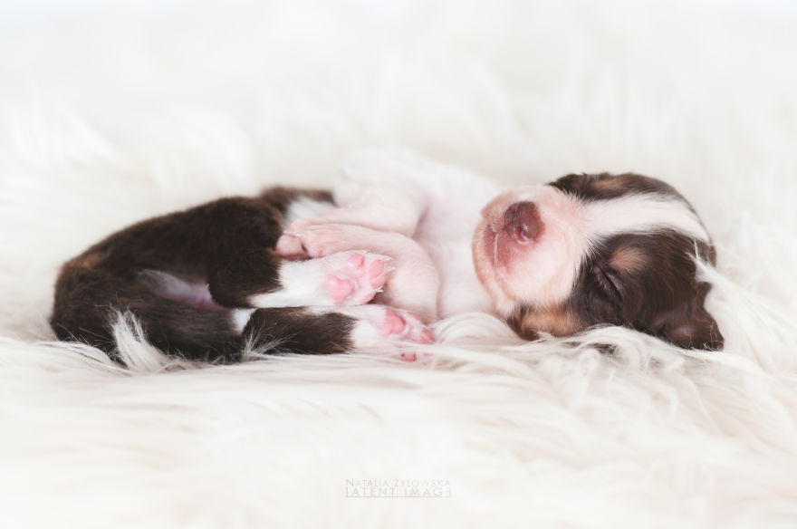 Ezek a kiskutyák tényleg igazi angyalok! - elképesztően cuki fotók Ezek a kiskutyák tényleg igazi angyalok! - elképesztően cuki fotók