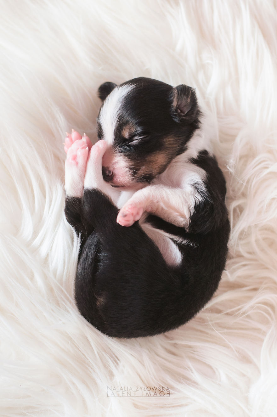 Ezek a kiskutyák tényleg igazi angyalok! - elképesztően cuki fotók Ezek a kiskutyák tényleg igazi angyalok! - elképesztően cuki fotók