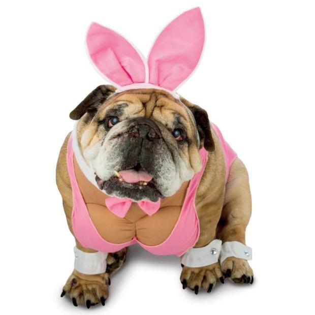 8 furcsa és egyben csodálatos jelmez kutyáknak