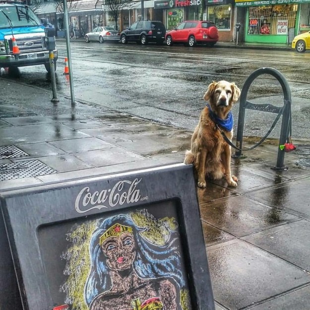 Szomorú kutyák, akiket a bolt előtt hagytak