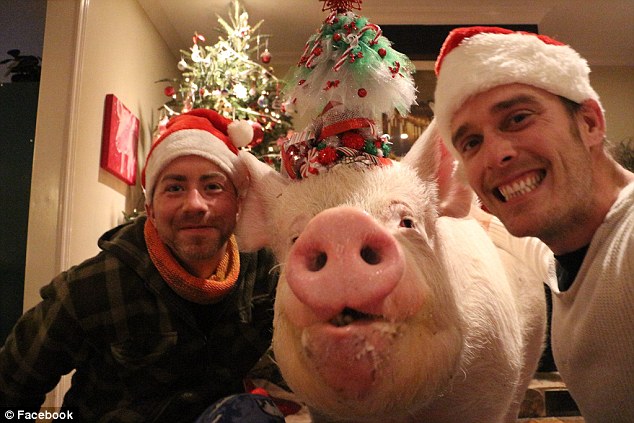 Jegesmedve-méretűre nőtt a 