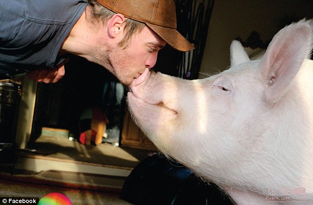 Jegesmedve-méretűre nőtt a 