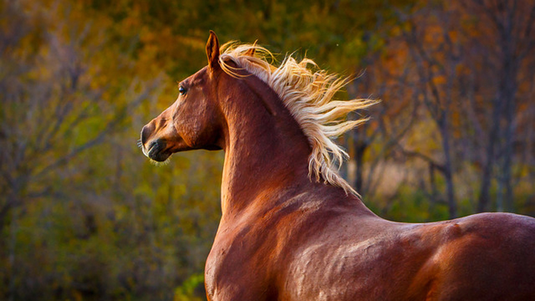 Íme Ausztrália leghalálosabb állata! (Fotó: Tumblr)