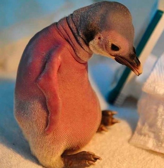 Ennyire furcsán néznek ki az állatok szőr nélkül