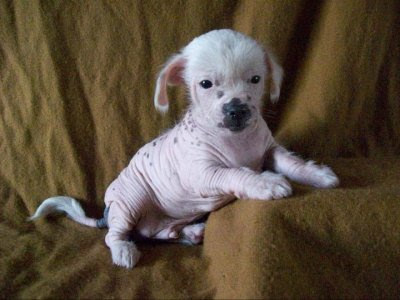 Ennyire furcsán néznek ki az állatok szőr nélkül