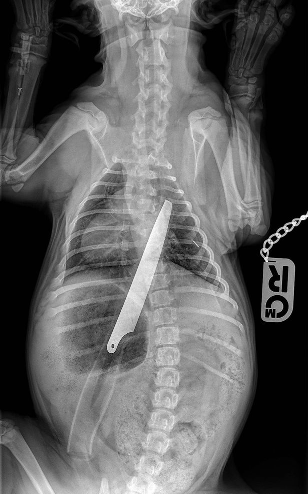 Már jól van a kutyus, aki lenyelt egy konyhakést