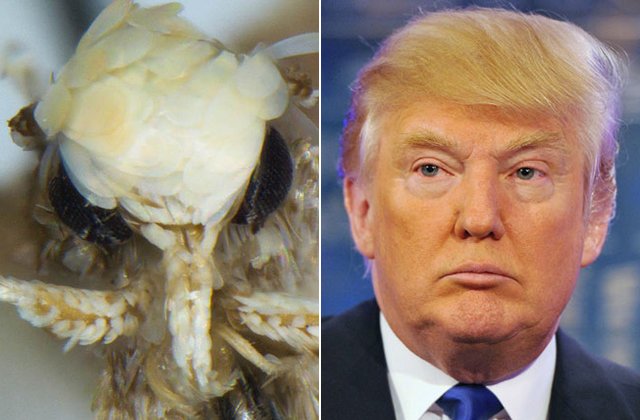 Molylepkét neveztek el Donald Trumpról