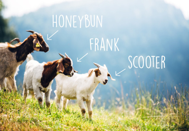 10 ok, ami miatt még jobban fogod imádni a kecskéket