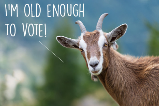 10 ok, ami miatt még jobban fogod imádni a kecskéket