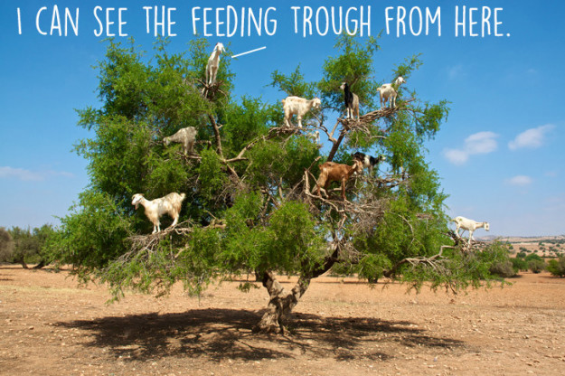 10 ok, ami miatt még jobban fogod imádni a kecskéket