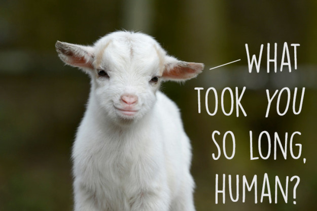 10 ok, ami miatt még jobban fogod imádni a kecskéket