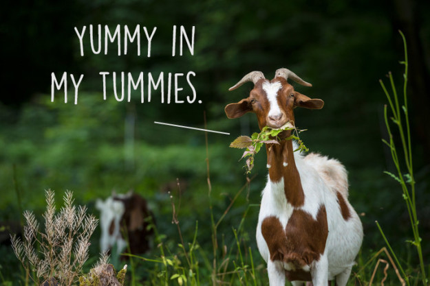 10 ok, ami miatt még jobban fogod imádni a kecskéket