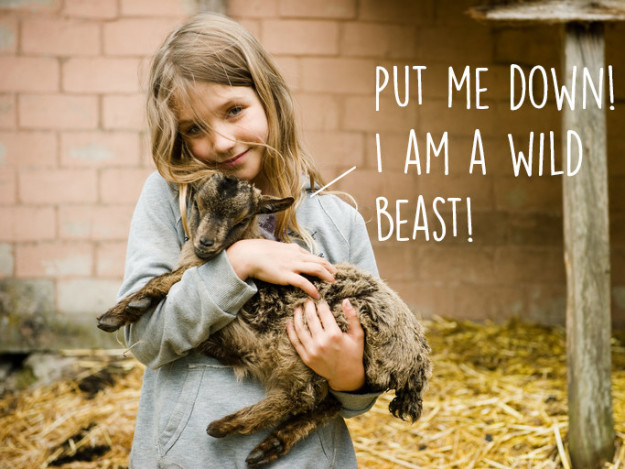 10 ok, ami miatt még jobban fogod imádni a kecskéket