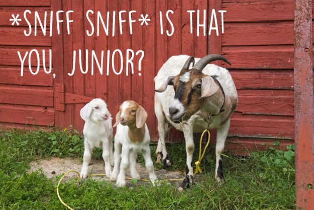 10 ok, ami miatt még jobban fogod imádni a kecskéket