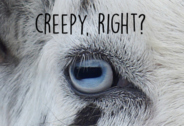 10 ok, ami miatt még jobban fogod imádni a kecskéket