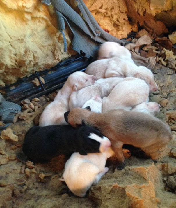 Kölykeihez vezette az állatorvost a törött lábú kutya