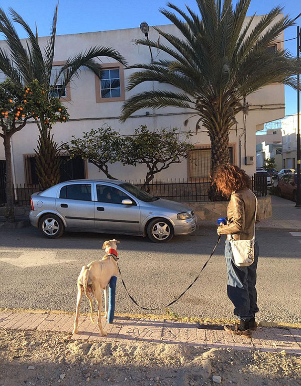 Kölykeihez vezette az állatorvost a törött lábú kutya
