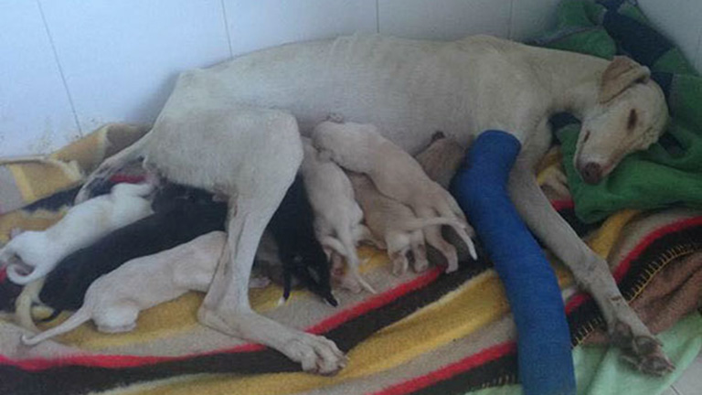 Kölykeihez vezette az állatorvost a törött lábú kutya