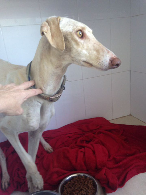 Kölykeihez vezette az állatorvost a törött lábú kutya