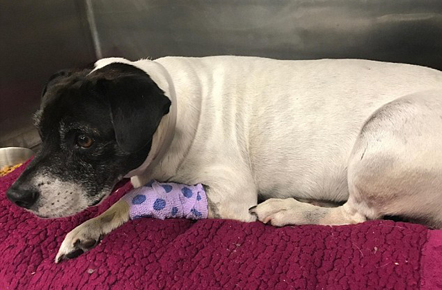 Ledobta a kutyáját a hídról a tini - azt hitte, tud repülni