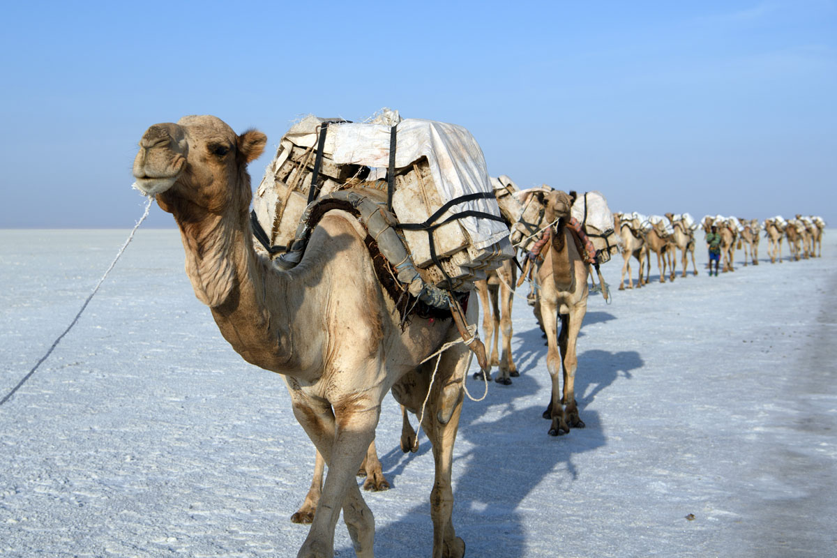 Ilyen az élet a só birodalmában Ilyen az élet a só birodalmában