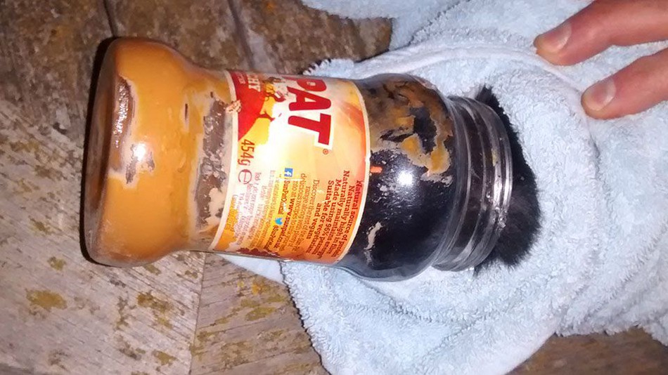 Ennél a macskánál senki nem szereti jobban a mogyoróvajat Ennél a macskánál senki nem szereti jobban a mogyoróvajat