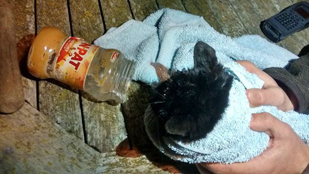 Ennél a macskánál senki nem szereti jobban a mogyoróvajat Ennél a macskánál senki nem szereti jobban a mogyoróvajat