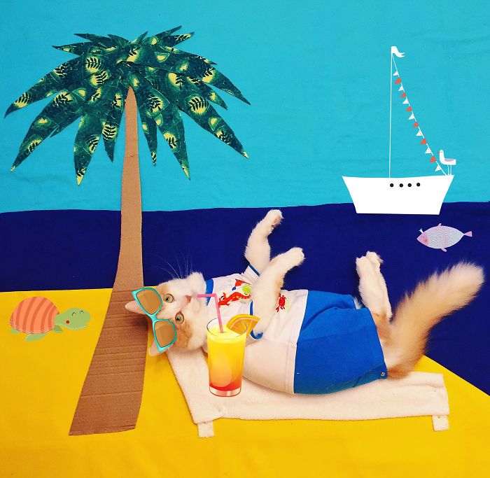 Cukiság: hihetetlen kalandokba keveredik a cicus