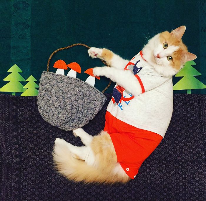 Cukiság: hihetetlen kalandokba keveredik a cicus