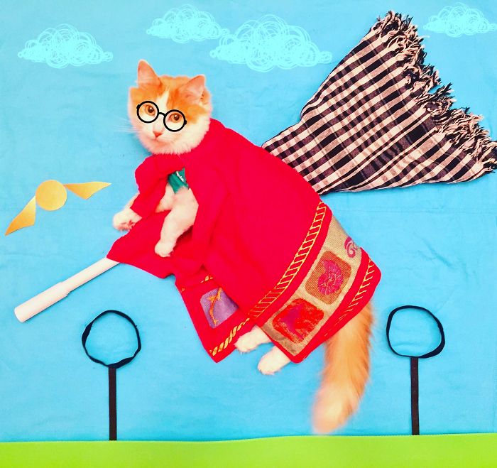 Cukiság: hihetetlen kalandokba keveredik a cicus