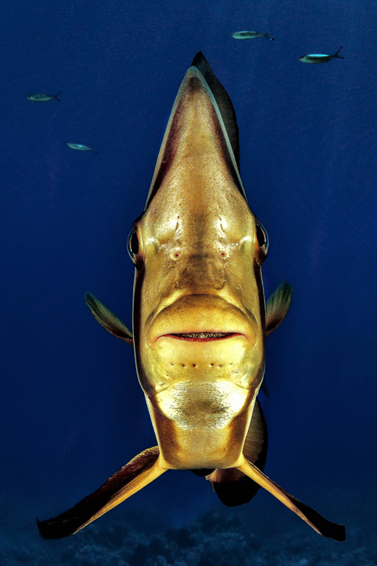 Természet és tudomány (egyedi) 1. díj: ifj. Lőrincz Ferenc (Arker Stúdió Kft.): Szemtől szemben 