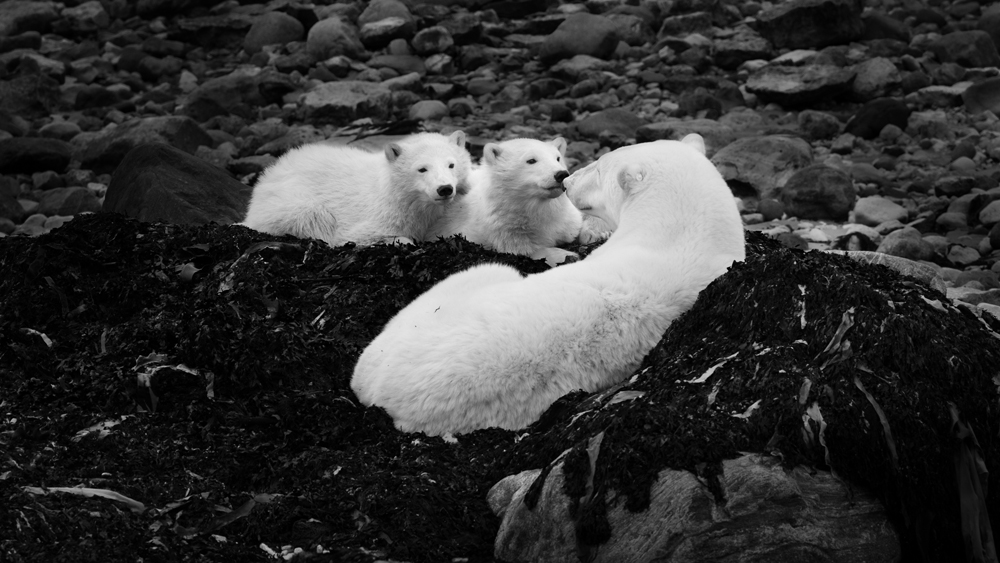 Természet és tudomány (sorozat) 1. díj: Tökölyi Csaba (Szabadúszó): Várakozás