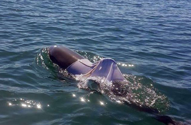 Életveszélyben lehet a pólót viselő delfin