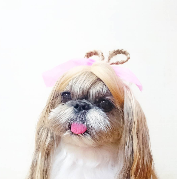 Ennek a kutyának olyan sérója van, amiről te csak álmodozol