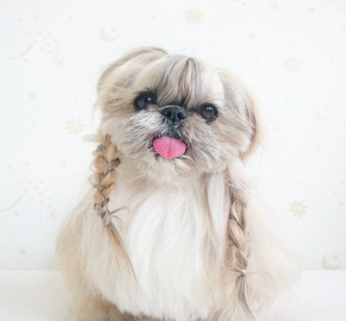 Ennek a kutyának olyan sérója van, amiről te csak álmodozol