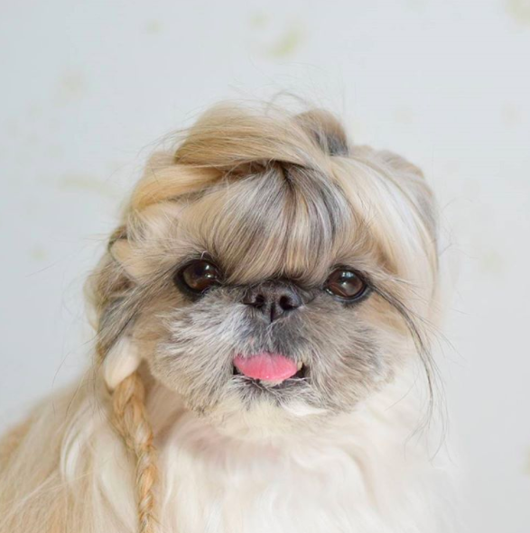 Ennek a kutyának olyan sérója van, amiről te csak álmodozol