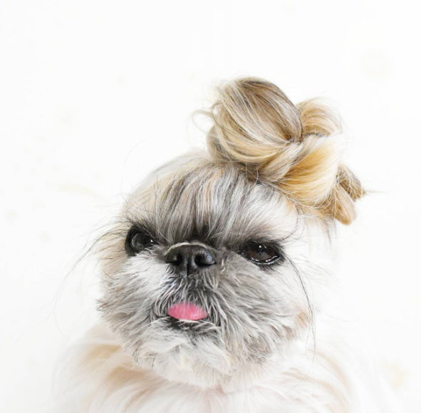 Ennek a kutyának olyan sérója van, amiről te csak álmodozol