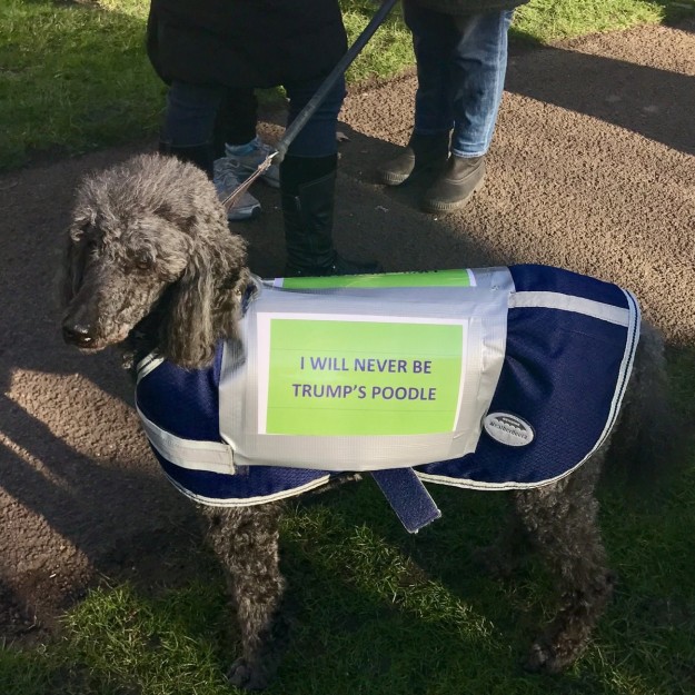 10 kutya, aki szintén nem örül, hogy Trump az elnök