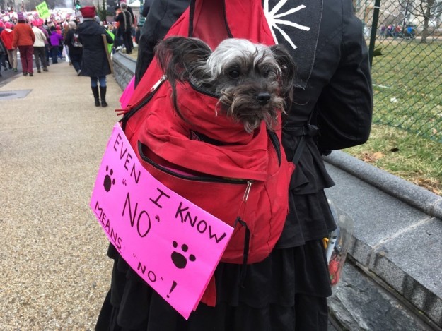 10 kutya, aki szintén nem örül, hogy Trump az elnök