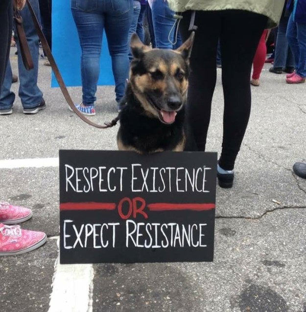 10 kutya, aki szintén nem örül, hogy Trump az elnök