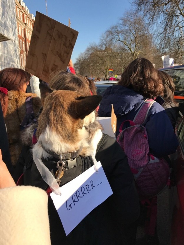 10 kutya, aki szintén nem örül, hogy Trump az elnök