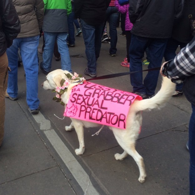 10 kutya, aki szintén nem örül, hogy Trump az elnök