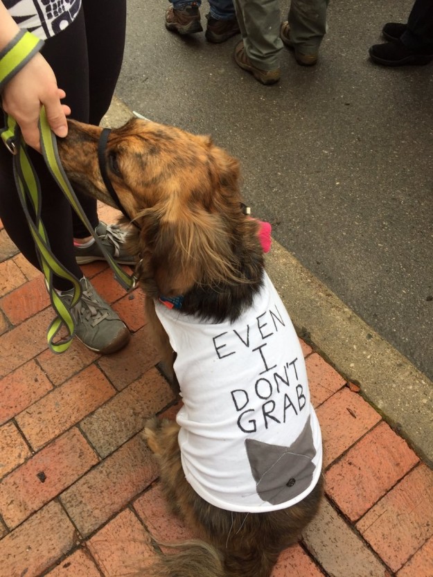 10 kutya, aki szintén nem örül, hogy Trump az elnök